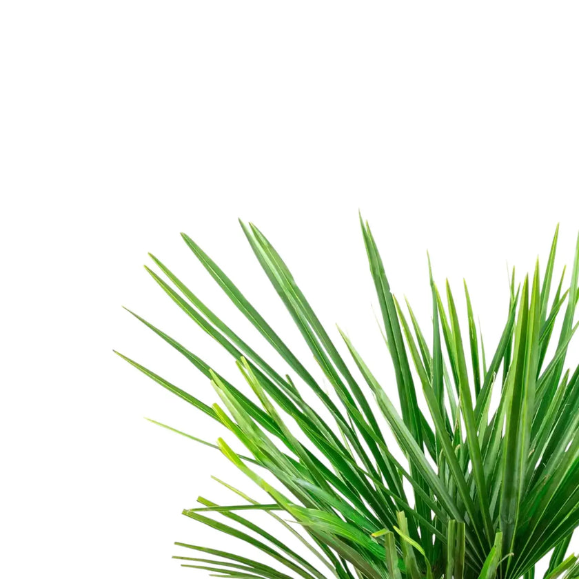 Trachycarpus fortuneii leaf detail on white background.