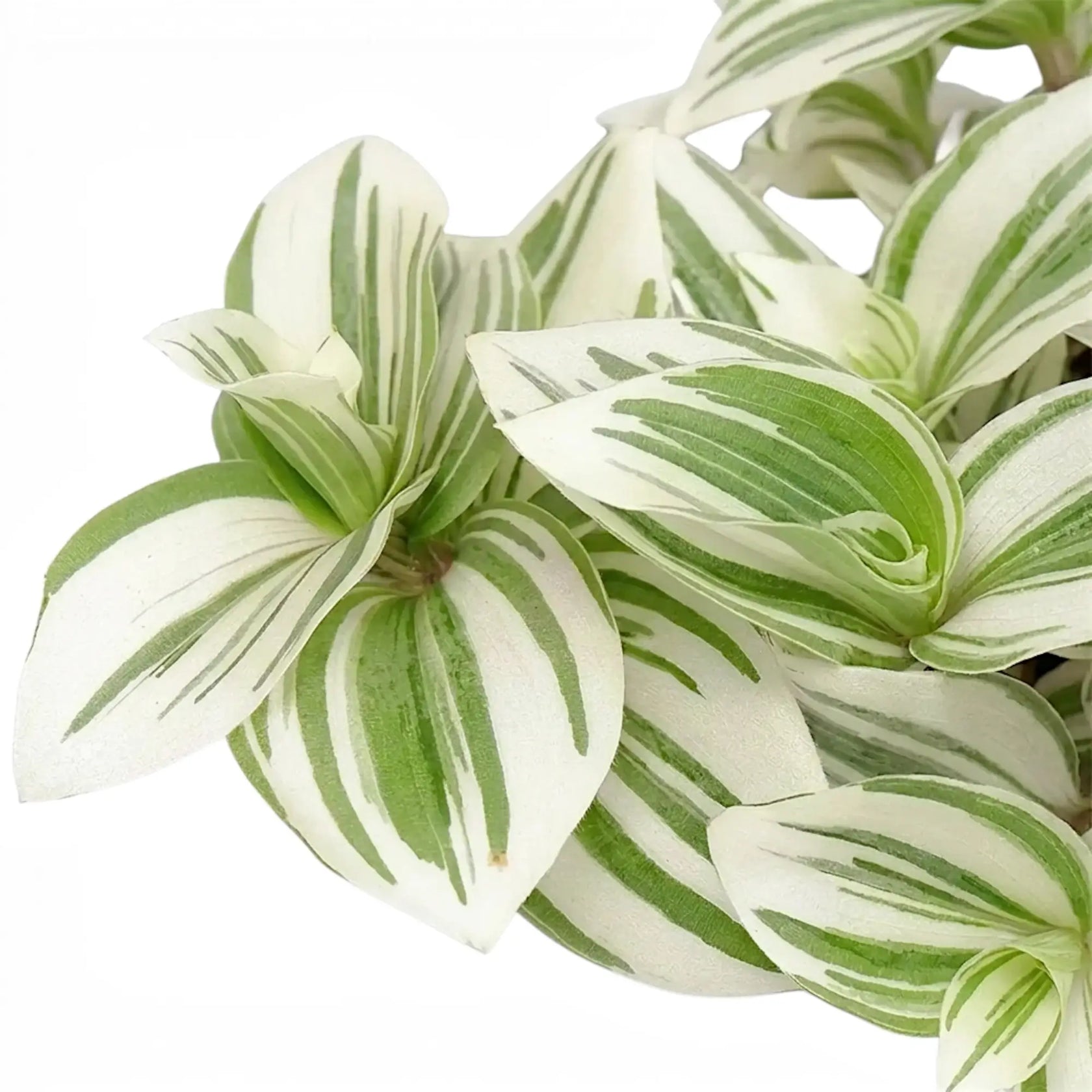 Blattdetail von Tradescantia ‘Brightness’ mit bunt gestreiften Blättern.