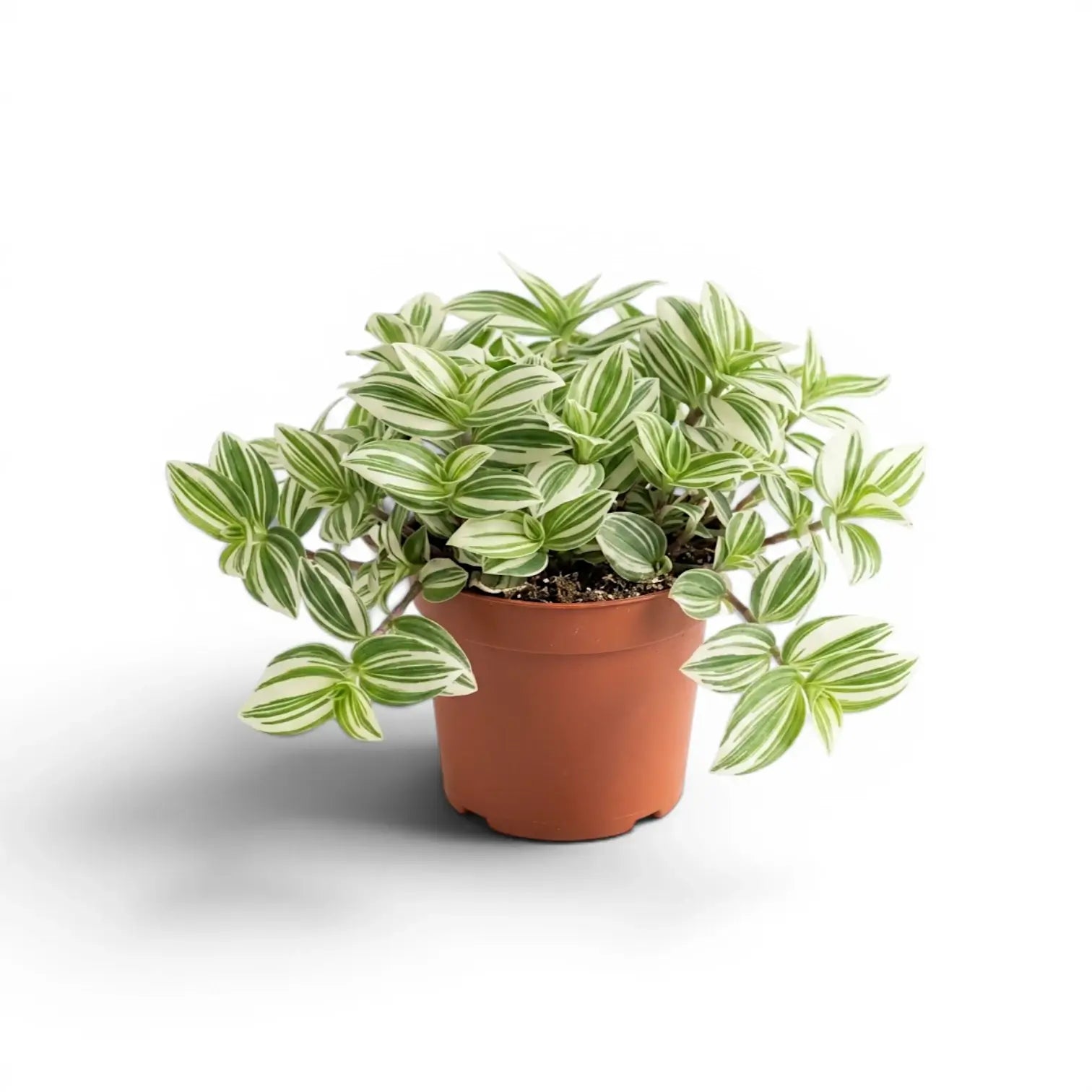 Tradescantia ‘Brightness’ im Kulturtopf.