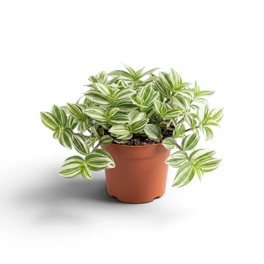 Tradescantia ‘Brightness’ im Kulturtopf.