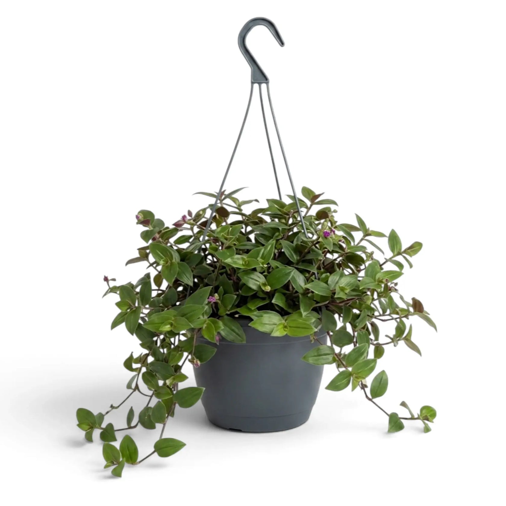 Tradescantia ‘Green Hill’ im grauen Hängetopf mit herabhängenden Trieben