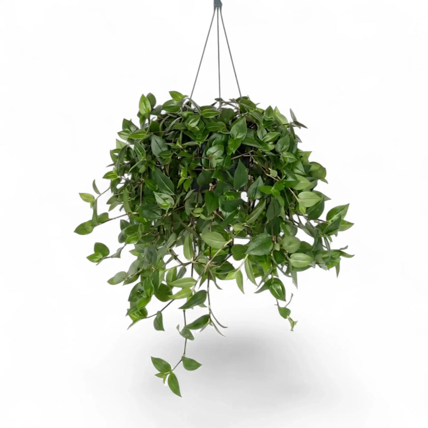 Gesamtansicht einer hängenden Tradescantia ‘Green Hill’ mit langen, grünen, herabhängenden Trieben