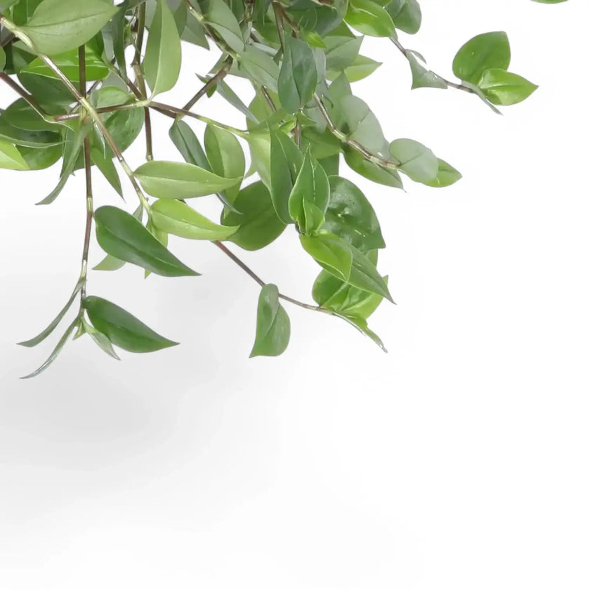 Nahaufnahme eines Blatts von Tradescantia mundula ‘Green Hill’ vor weißem Hintergrund.