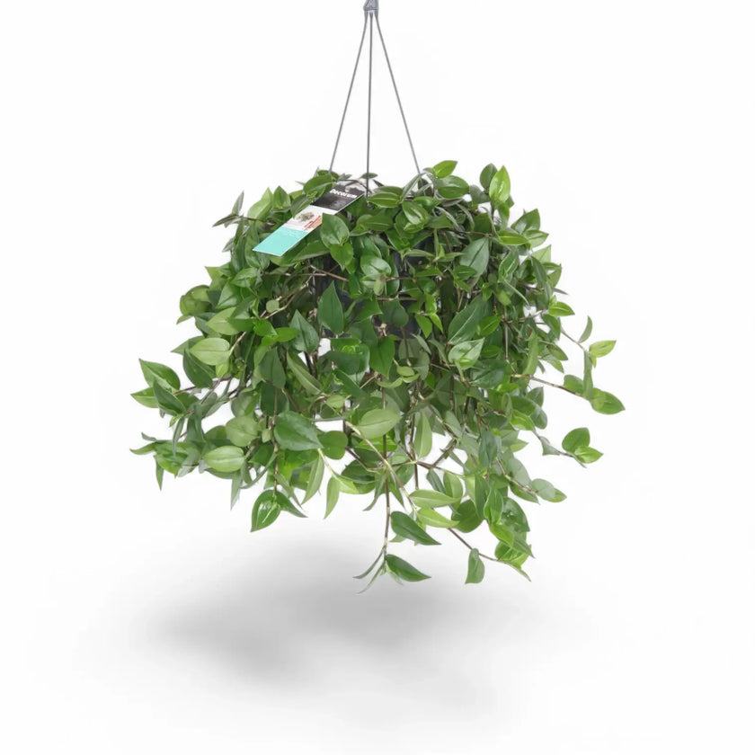 Tradescantia mundula 'Green Hill' – Zimmerpflanze im Kulturtopf auf weißem Hintergrund, Produktfoto 2.