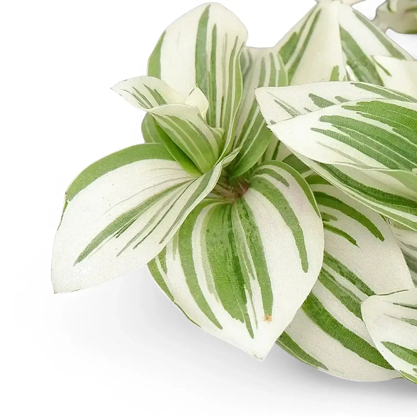 Nahaufnahme eines Blatts von Tradescantia zebrina 'Brightness' vor weißem Hintergrund.