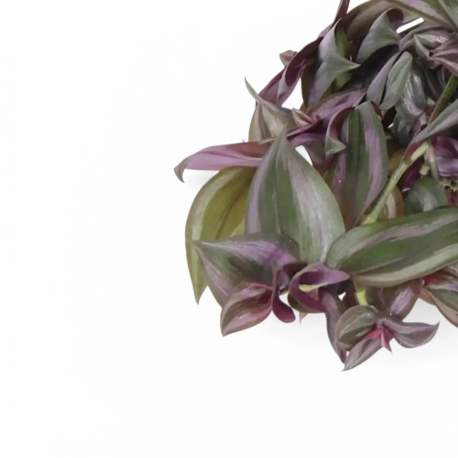 Tradescantia zebrina ‘Little Hill’ – Blattdetail vor weißem Hintergrund..
