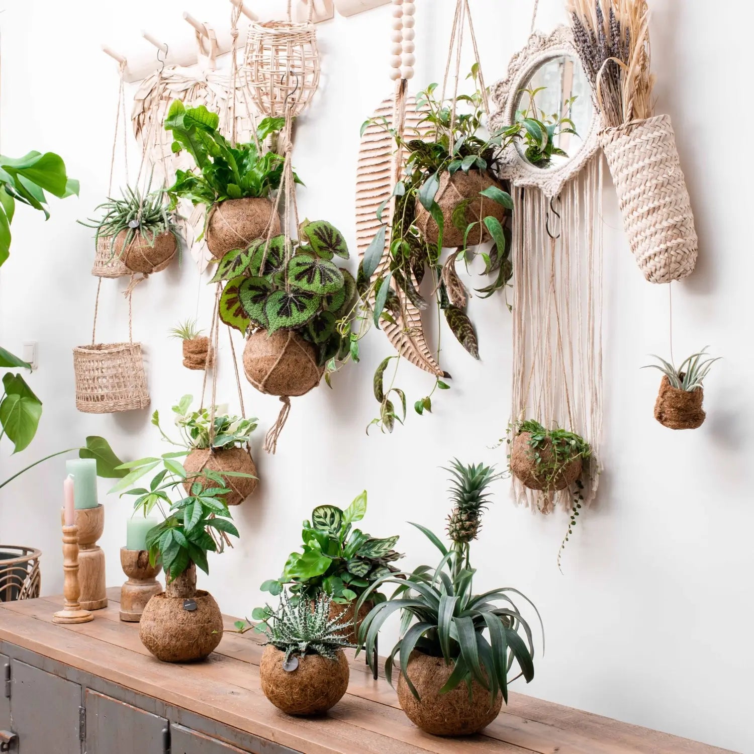Tradescantia zebrina 'Sweetness' in Kokodama – Zimmerpflanze im Kulturtopf auf weißem Hintergrund, Produktfoto 3.