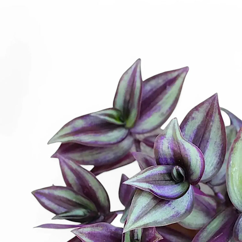 Nahaufnahme von Tradescantia zebrina ‘Violet Hill’, auch bekannt als 'Pink Joy', vor weißem Hintergrund.