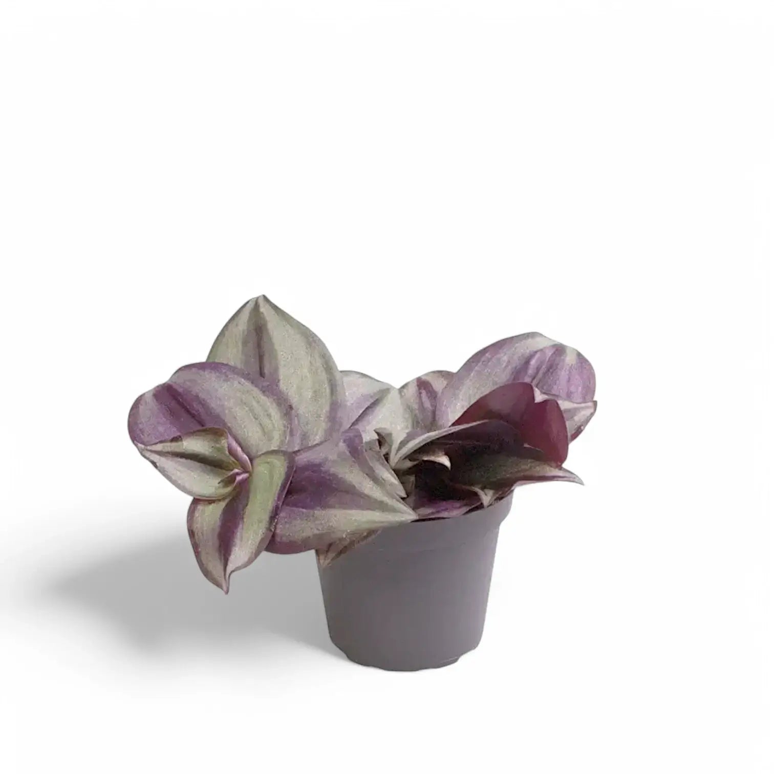 Tradescantia zebrina ‘Violet Hill’ aka 'Pink Joy' potted plant in nursery pot on white background.