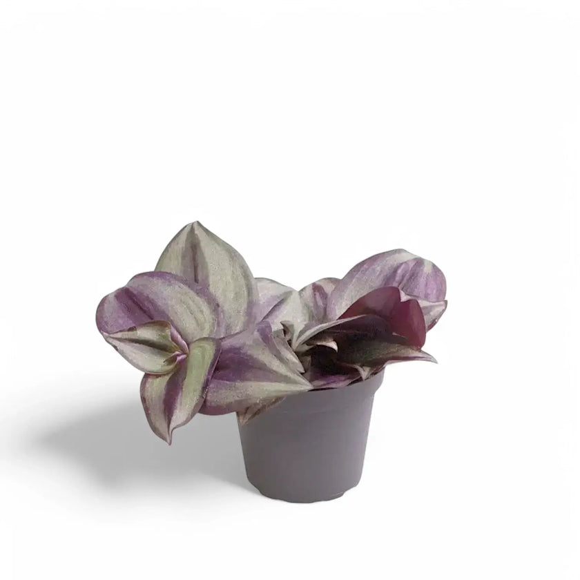 Tradescantia zebrina 'Violet Hill' (auch 'Pink Joy') – Zimmerpflanze im Kulturtopf auf weißem Hintergrund, Produktfoto 3.