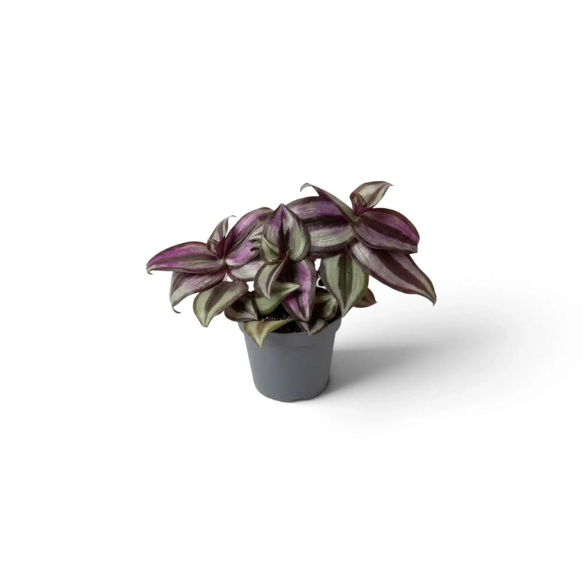 Kleine Tradescantia ‘Violet Hill’ mit silbrigen Streifen auf dunkelvioletten Blättern