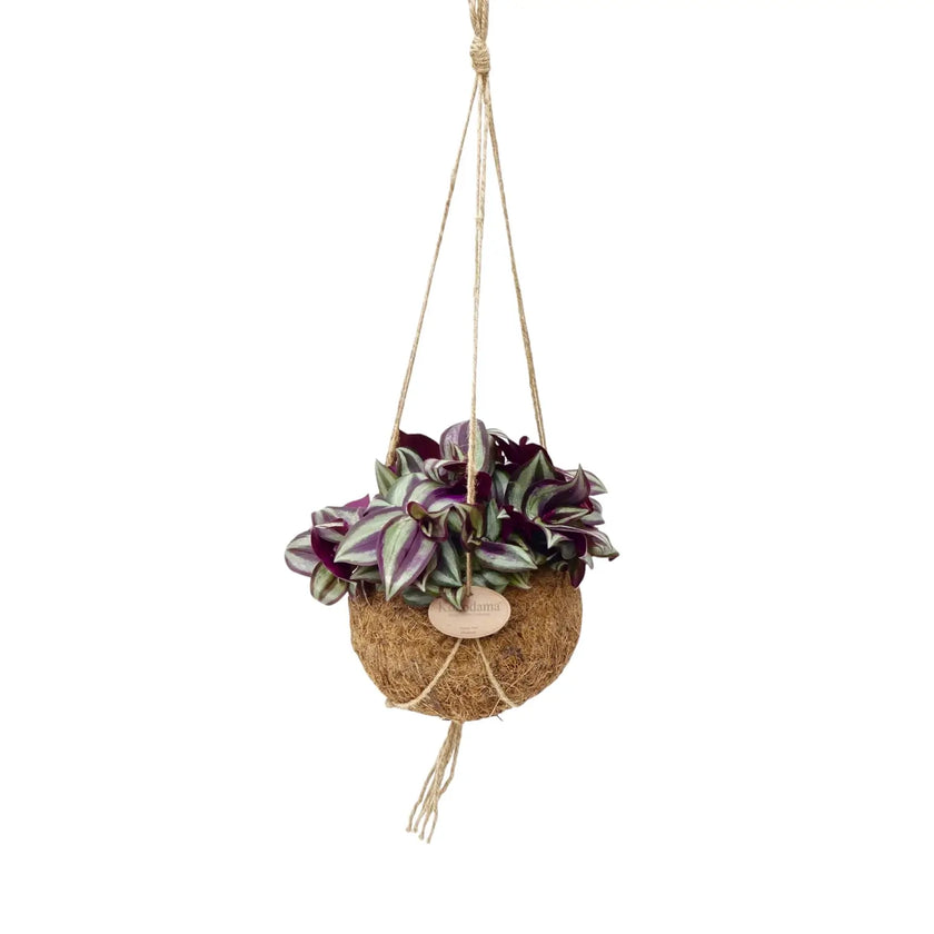 Nahaufnahme von Tradescantia zebrina ‘Violet Hill’ in Kokodama vor weißem Hintergrund.