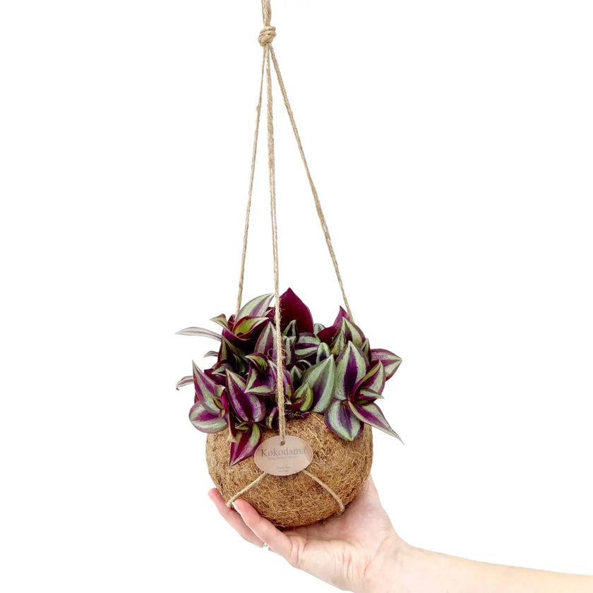 Tradescantia zebrina 'Violet Hill' in Kokodama – Zimmerpflanze im Kulturtopf auf weißem Hintergrund, Produktfoto 2.
