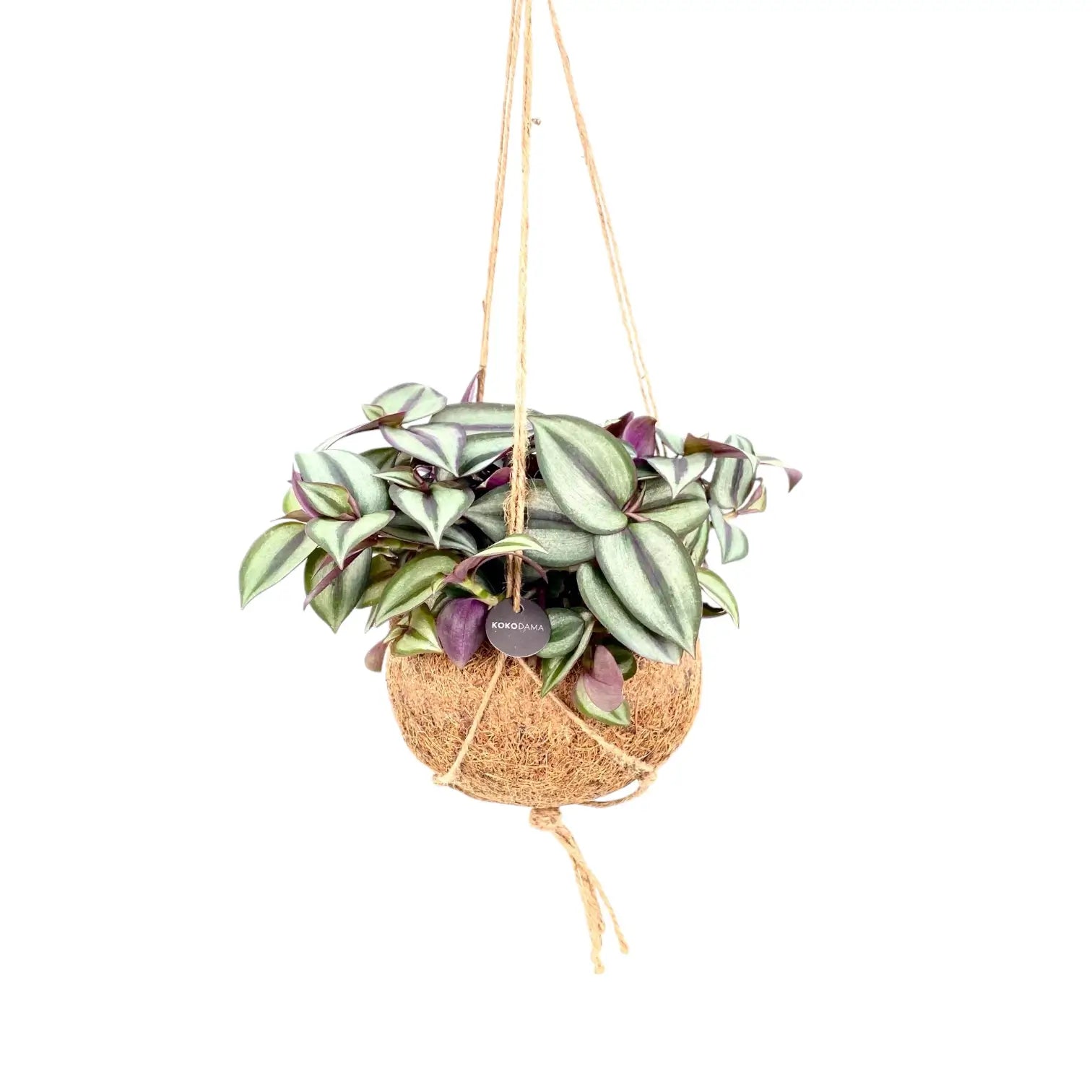 Tradescantia zebrina 'Violet Hill' in Kokodama – Zimmerpflanze im Kulturtopf auf weißem Hintergrund, Produktfoto 4.