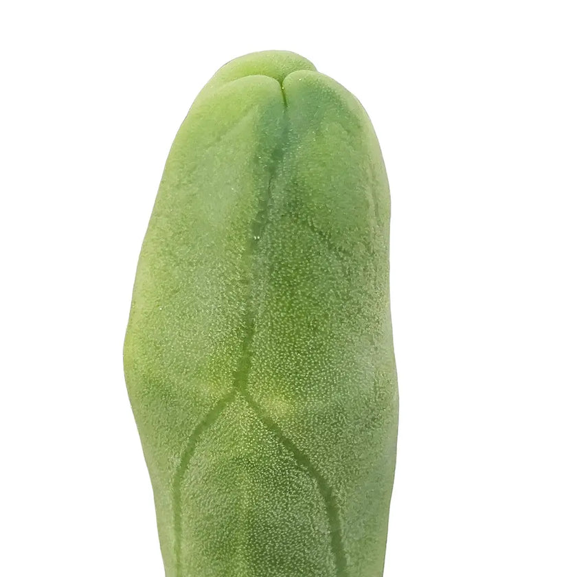 Trichocereus bridgesii f. mostruosa close-up of leaf on white background.