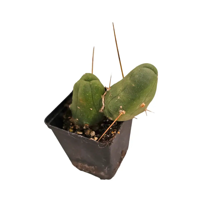 Trichocereus bridgesii f. mostruosa potted plant in nursery pot on white background.