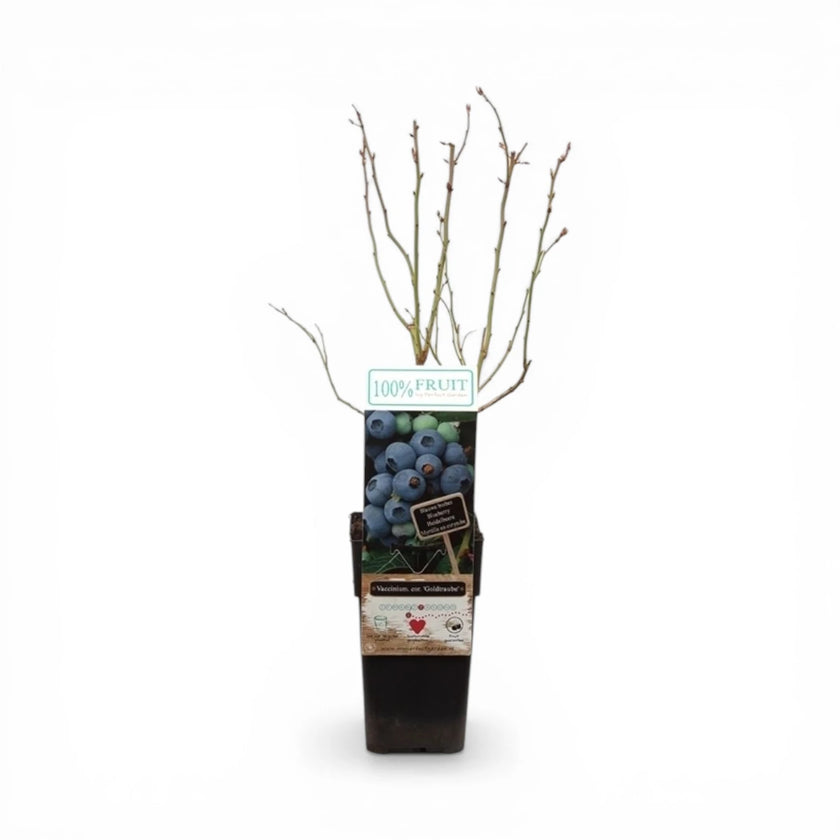Vaccinium corymbosum 'Goldtraube' – Nahaufnahme.