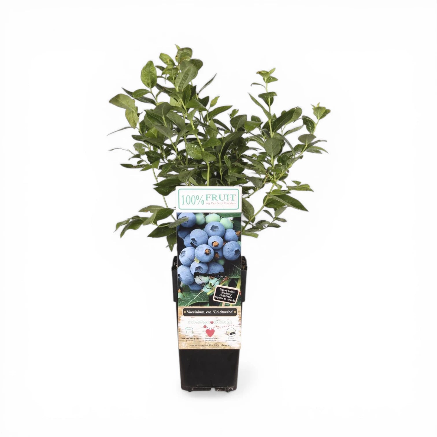 Vaccinium corymbosum 'Goldtraube' – Nahaufnahme.