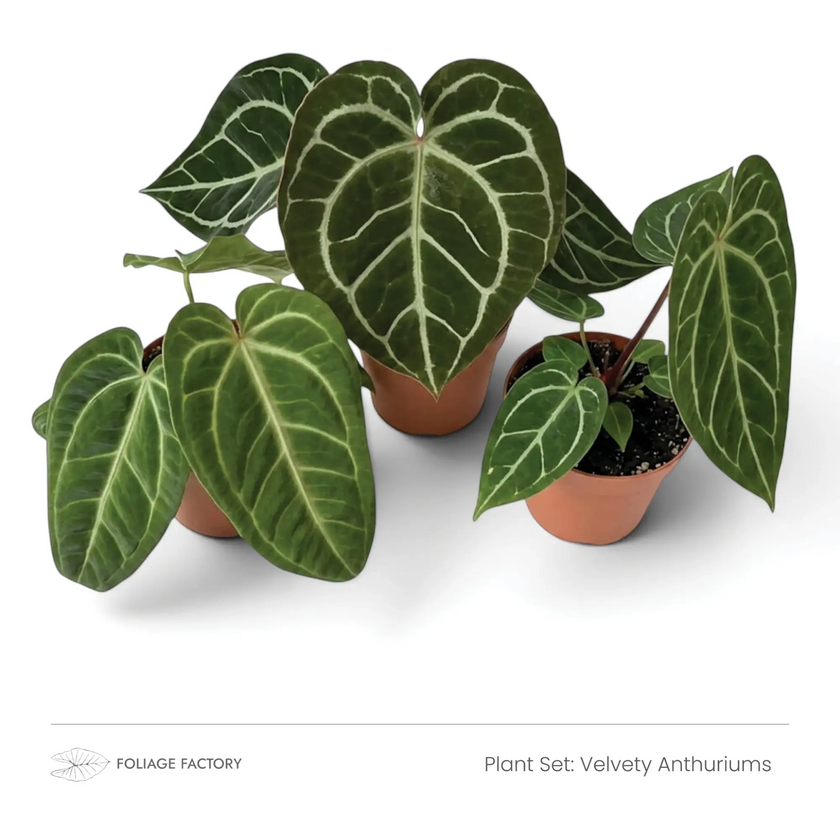 Three dark green, pale-veined Velvety Anthuriums grouped in nursery pots