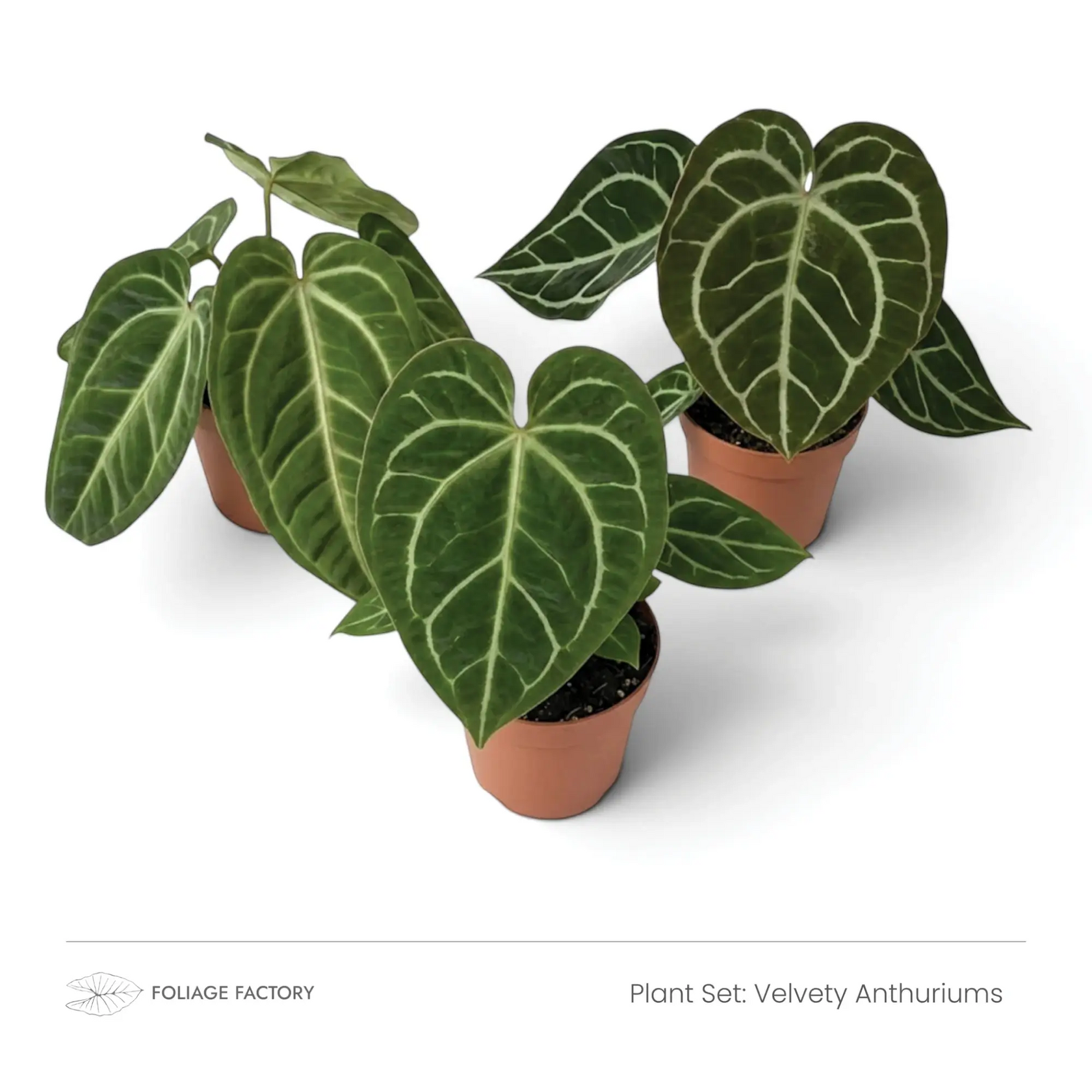 Pflanzenset Velvety Anthuriums mit drei Pflanzen, deren dunkelgrüne Blätter helle Adern zeigen, von oben