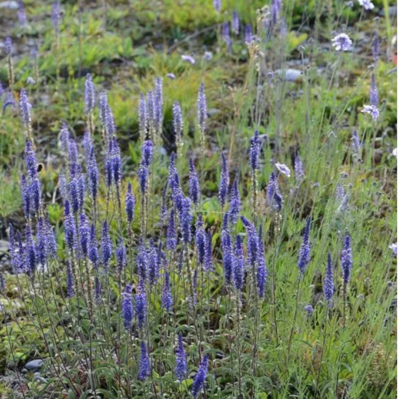 Veronica spicata – Nahaufnahme.