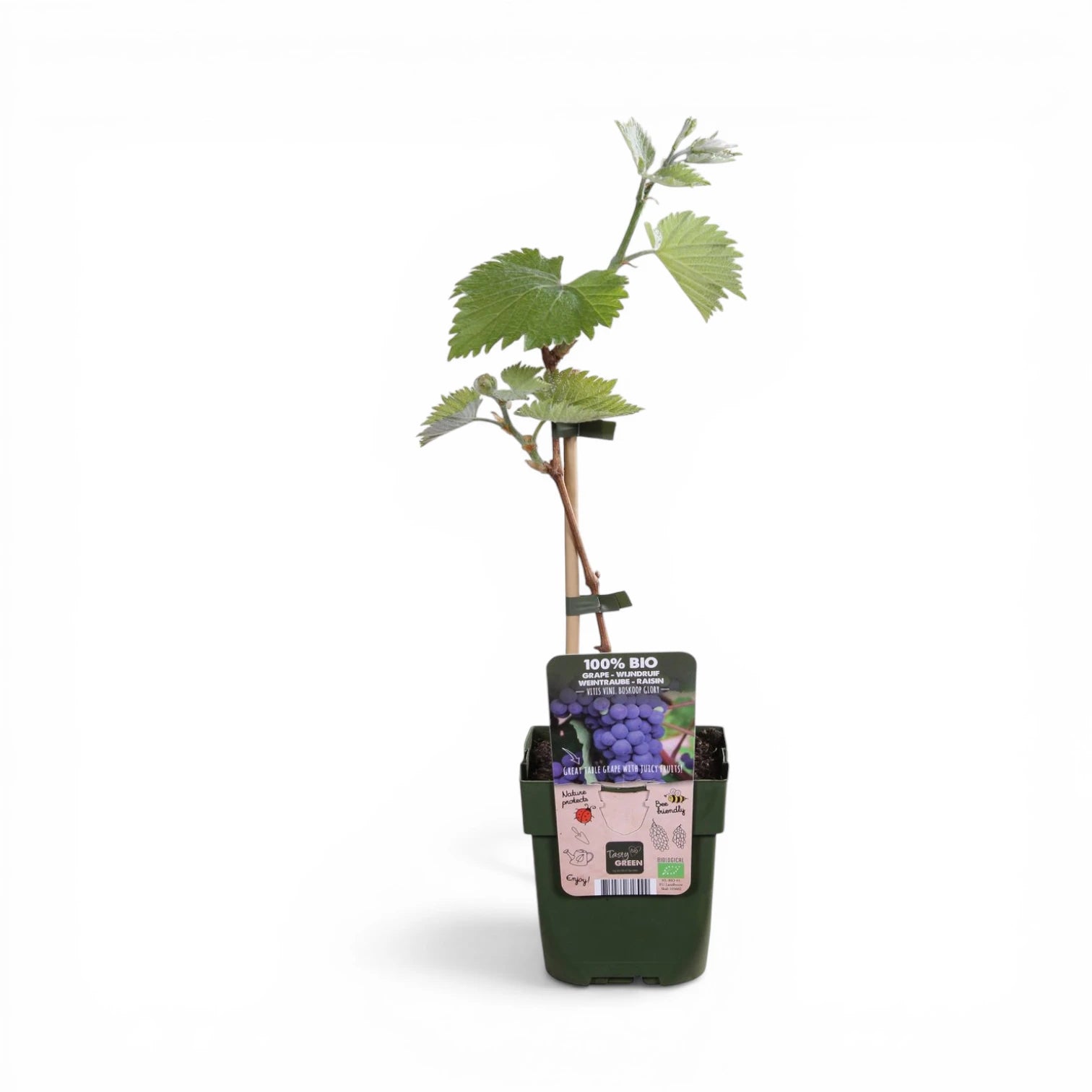Vitis 'Boskoop Glory' – Nahaufnahme.