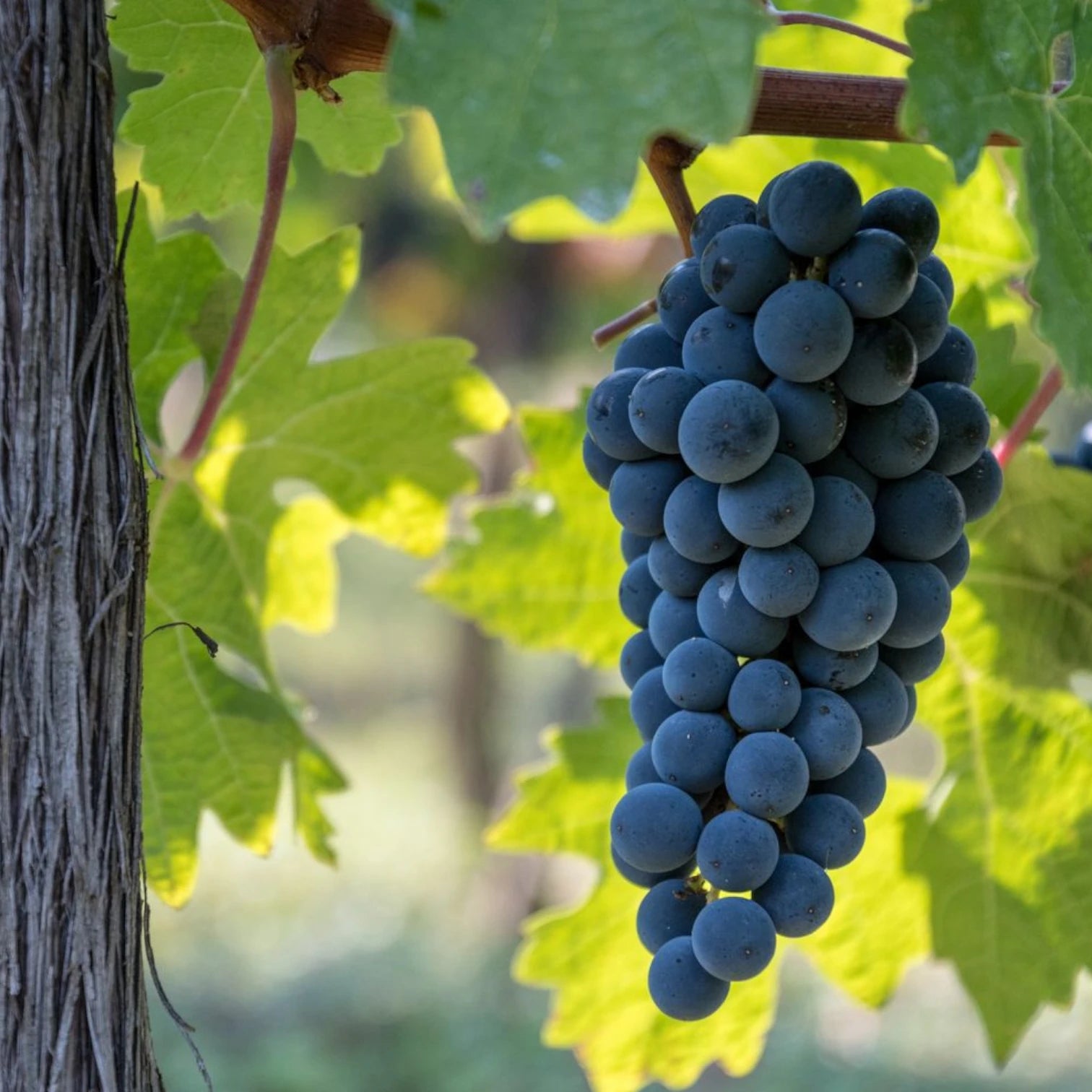 Vitis 'Boskoop Glory' – Nahaufnahme.