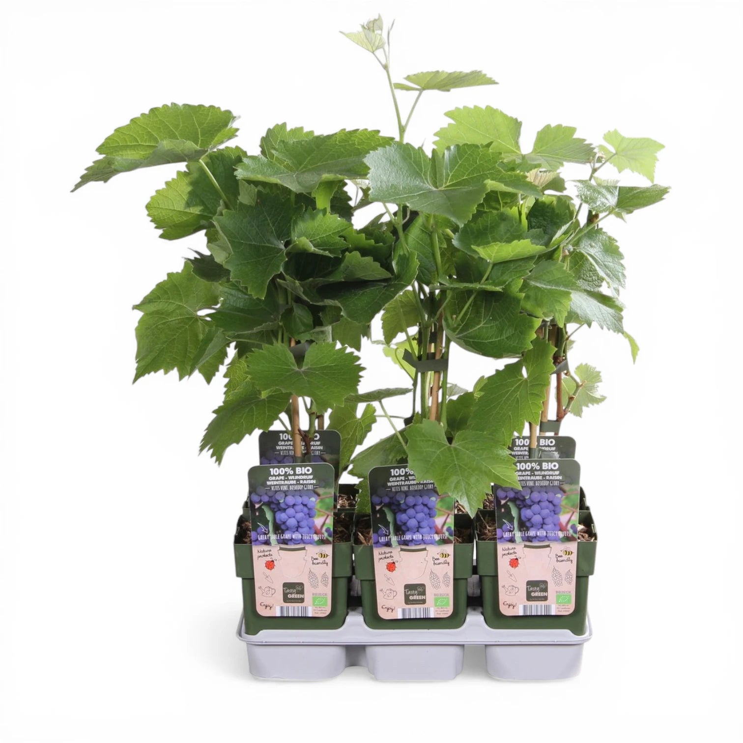 Vitis 'Boskoop Glory' – Nahaufnahme.