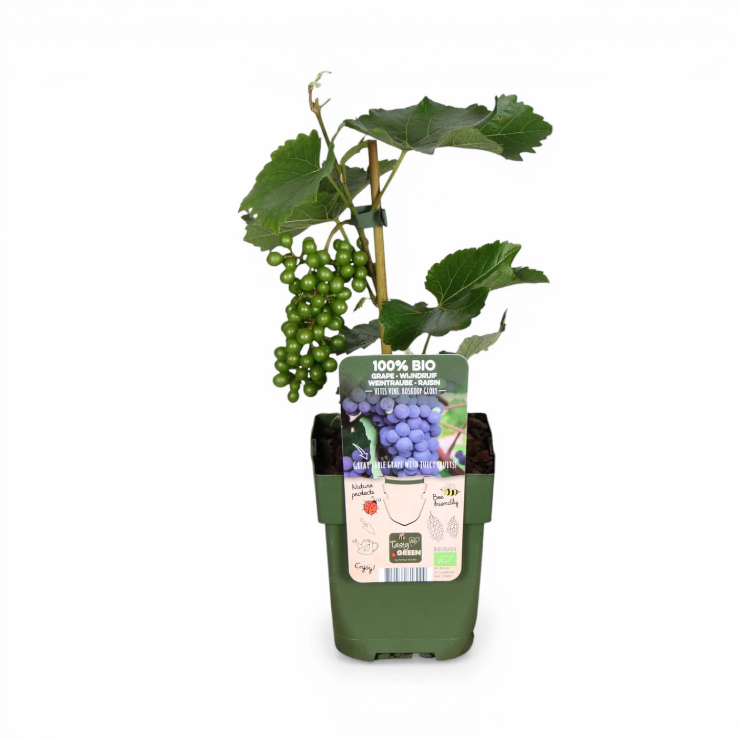 Vitis 'Boskoop Glory' – Detailaufnahme der Pflanze.