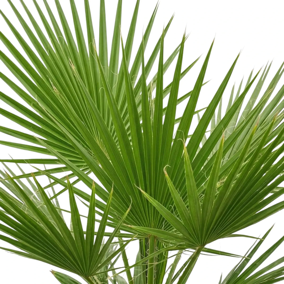 Washingtonia robusta frond detail showing pleated green segments and fine pale filaments
