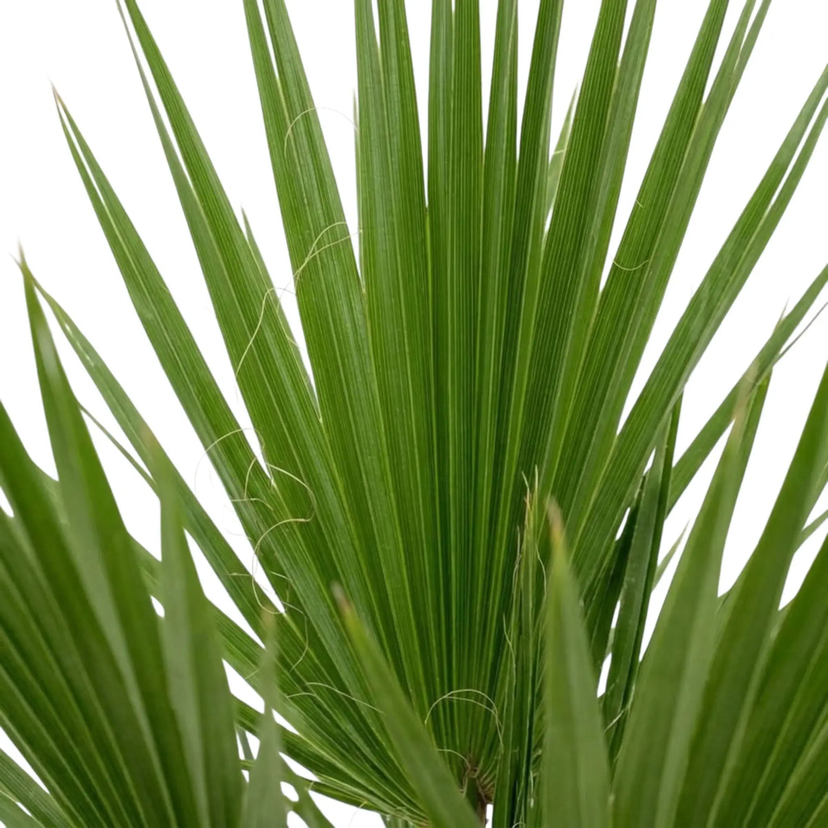 Washingtonia robusta fan-leaf detail with narrow pleated segments and thread-like edge fibres