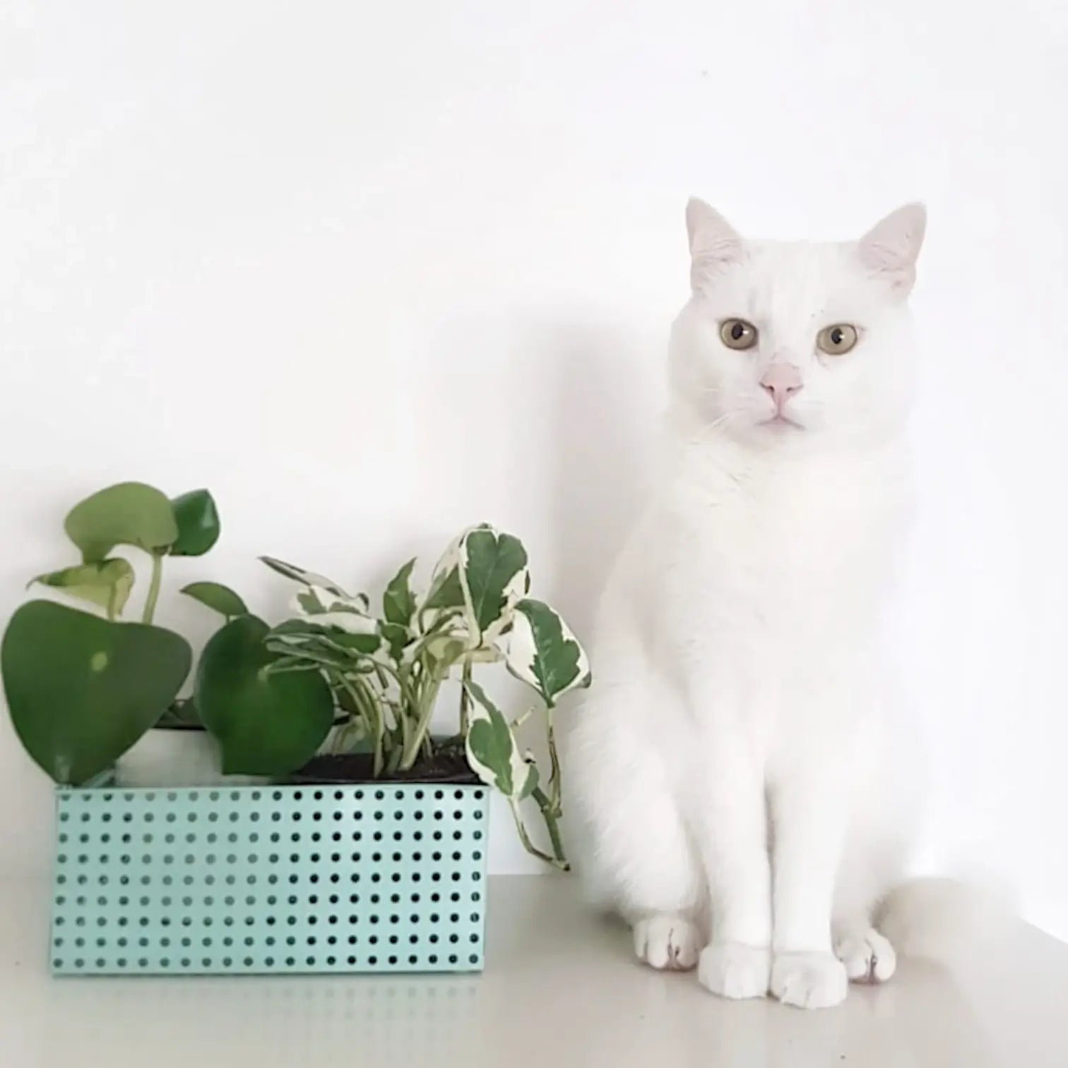 White cat sitting next to green plants on a white surface with a white background.