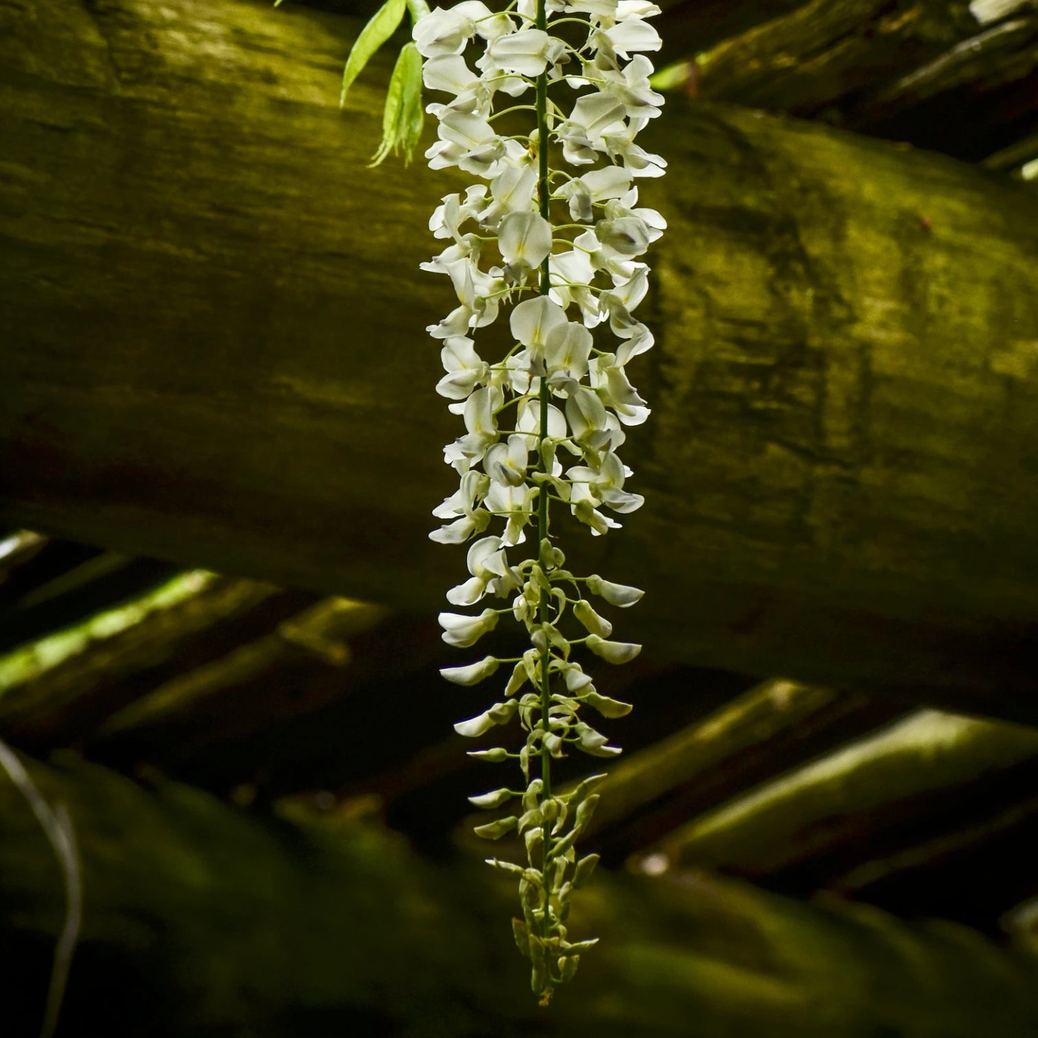 Wisteria 'Alba' in garden setting.