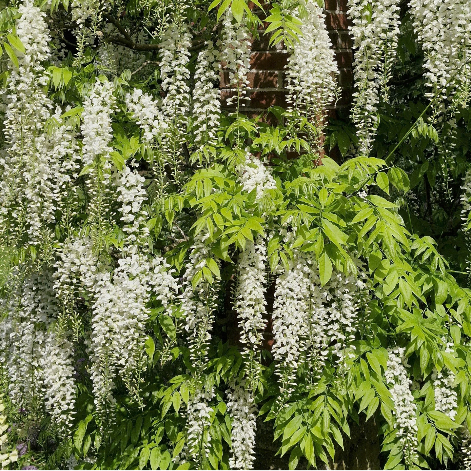 Wisteria 'Alba' in garden setting.