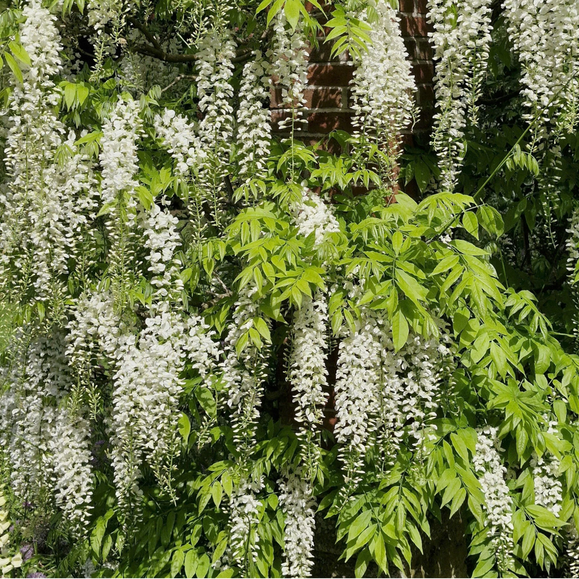 Wisteria 'Alba' in garden setting.