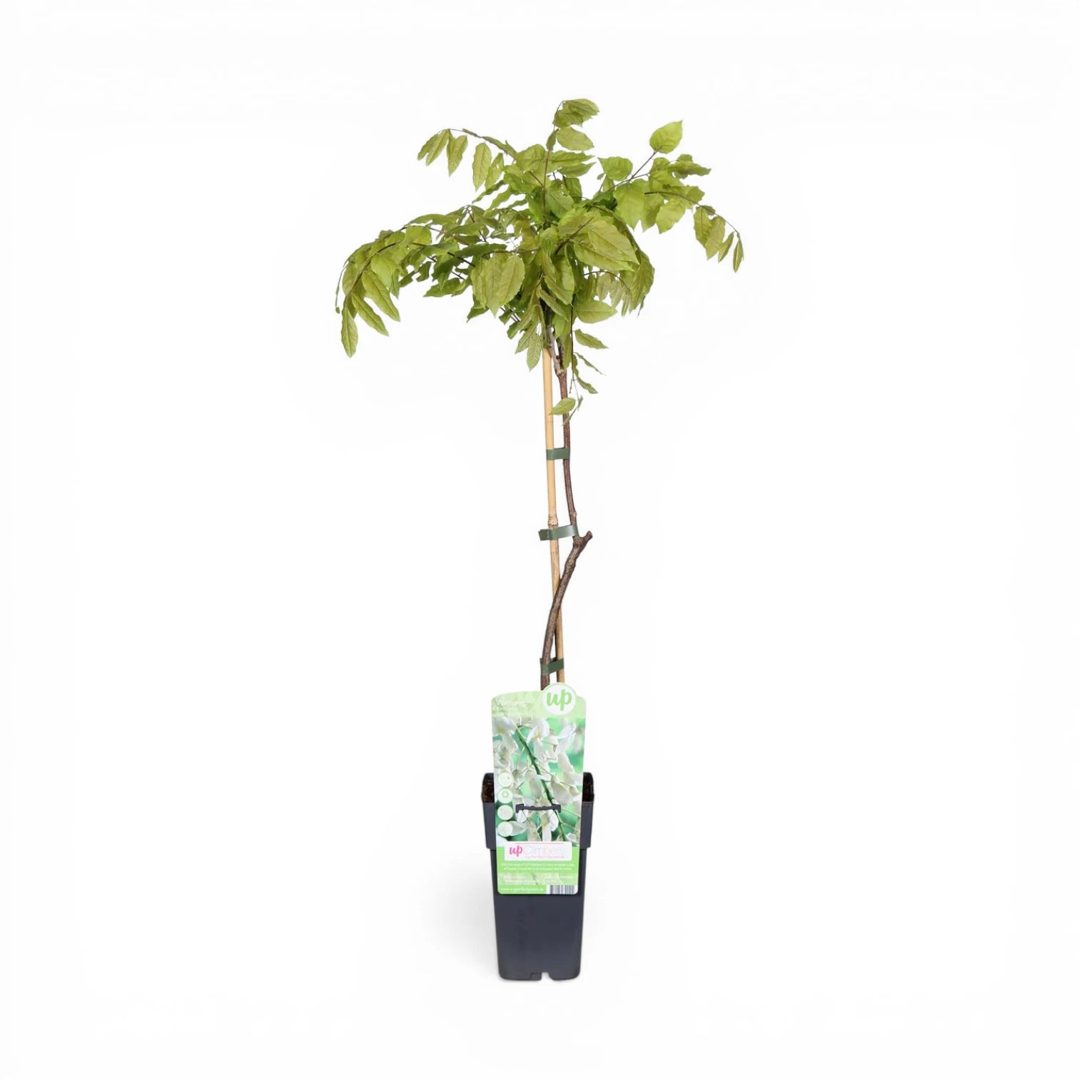 Wisteria 'Alba' young plant trained to bamboo cane in tall nursery pot on white background.