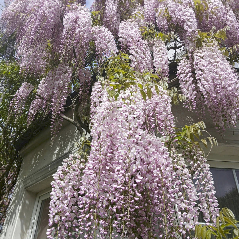 Foliage Factory Wisteria floribunda 'Rosea' cascading pink flowers on a wall. Fragrant, pendulous racemes bloom in late spring.
