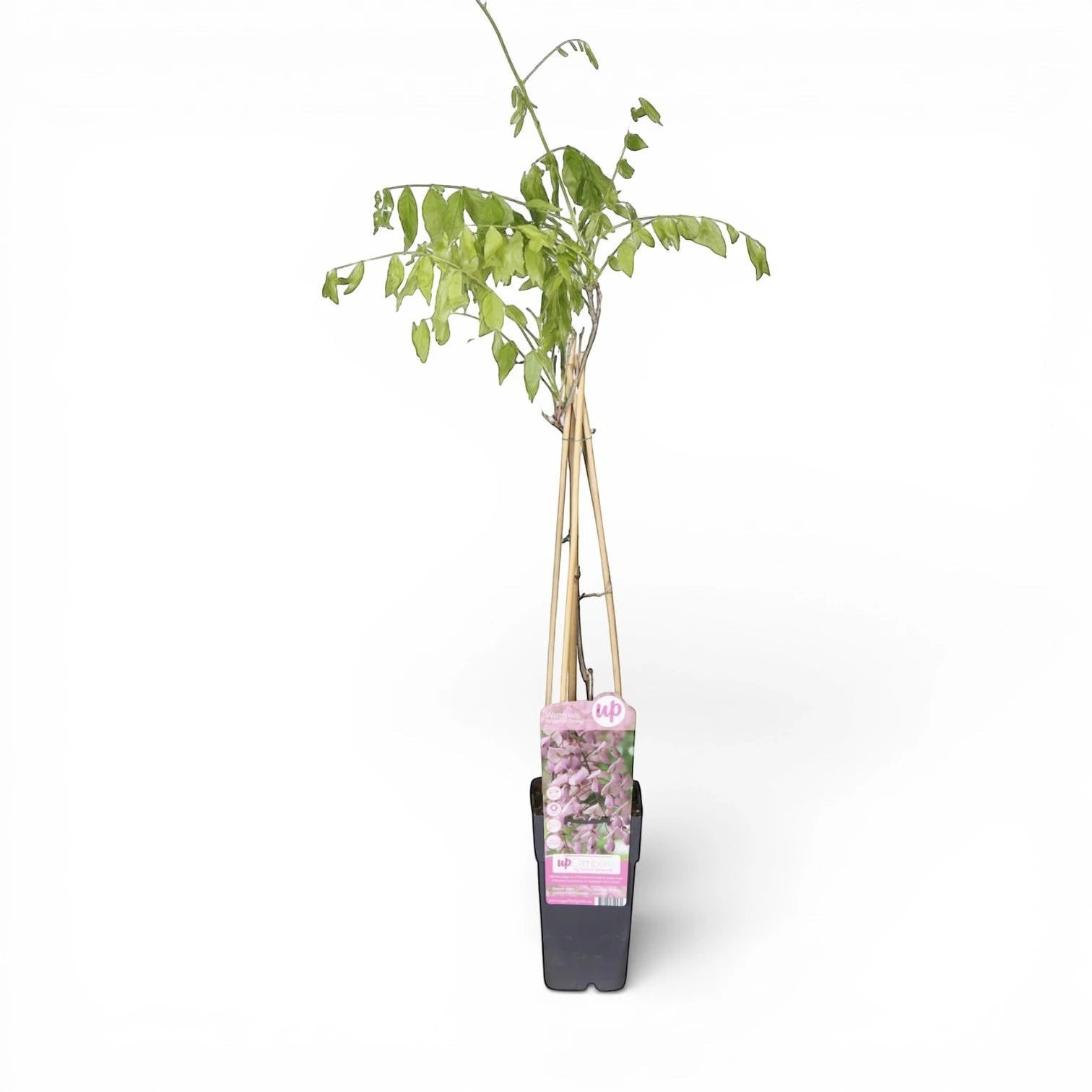 Foliage Factory: Wisteria floribunda 'Rosea' – herabhängende Blütentrauben und grüne Blätter an Bambusstäben.