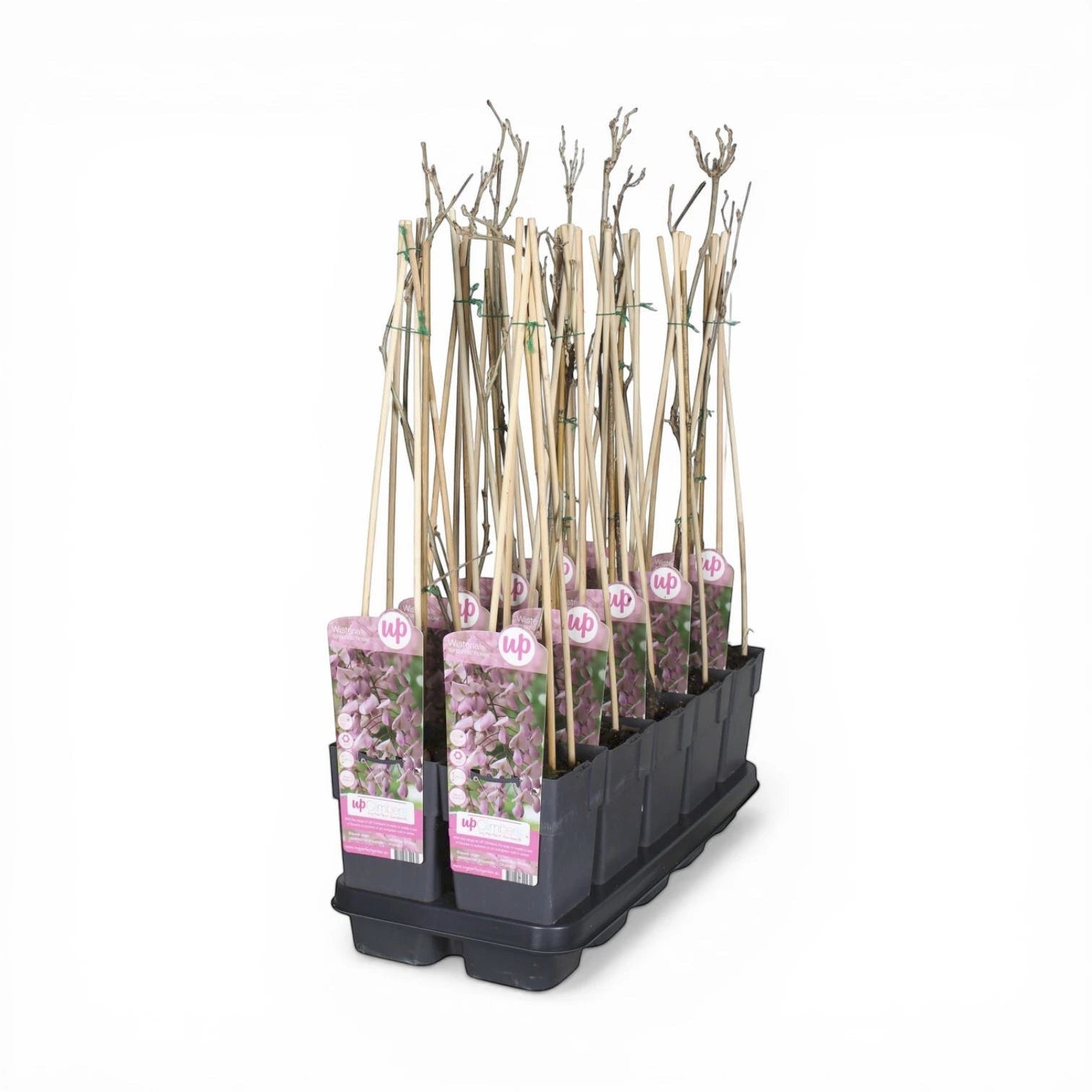 Foliage Factory: Wisteria floribunda 'Rosea' – junge Pflanzen mit rosa Etiketten und Bambusstäben.