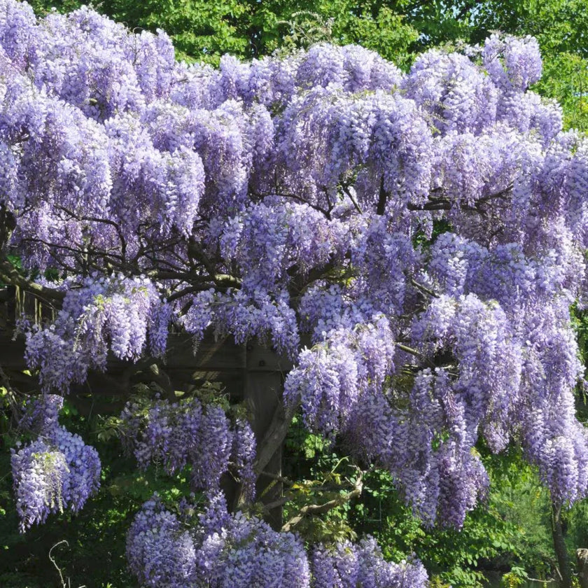 Wisteria sinensis 'Prolific' detail shot.