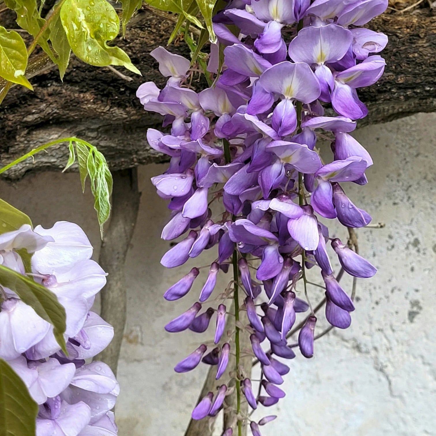 Wisteria sinensis 'Prolific' – im Garten.