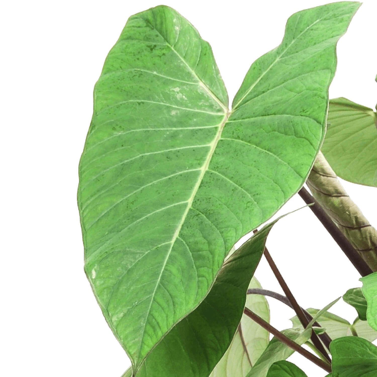 Xanthosoma sagittifolium ‘Frozen Planet' leaf detail on white background.