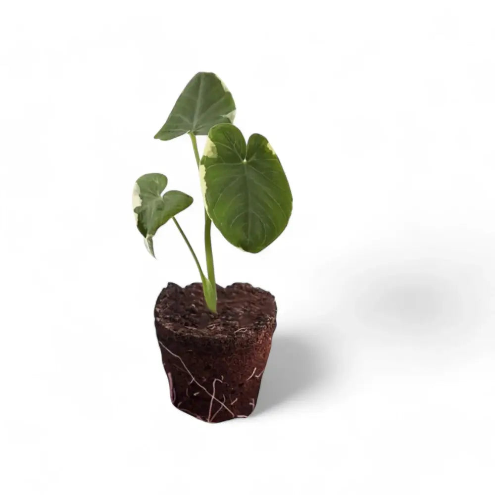 Xanthosoma sagittifolium 'Mickey Mouse' potted plant in nursery pot on white background.