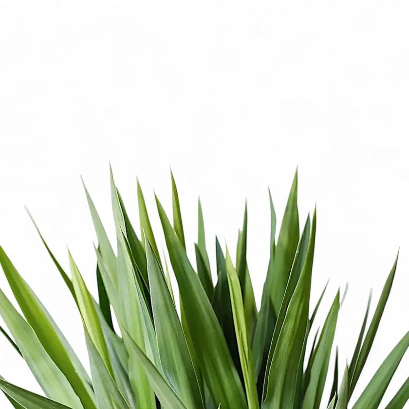 Yucca gigantea leaf detail on white background.