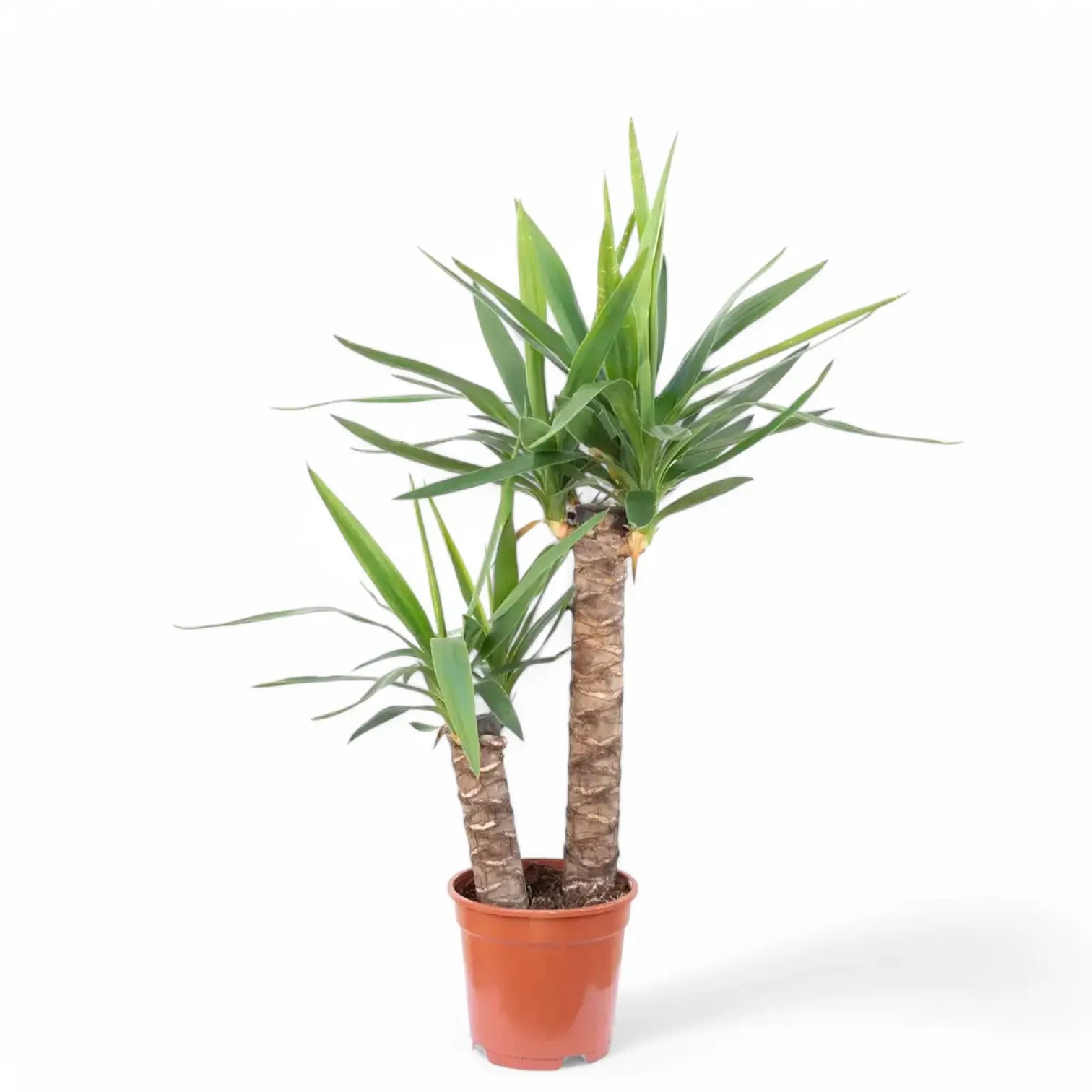 Yucca gigantea potted plant in nursery pot on white background.