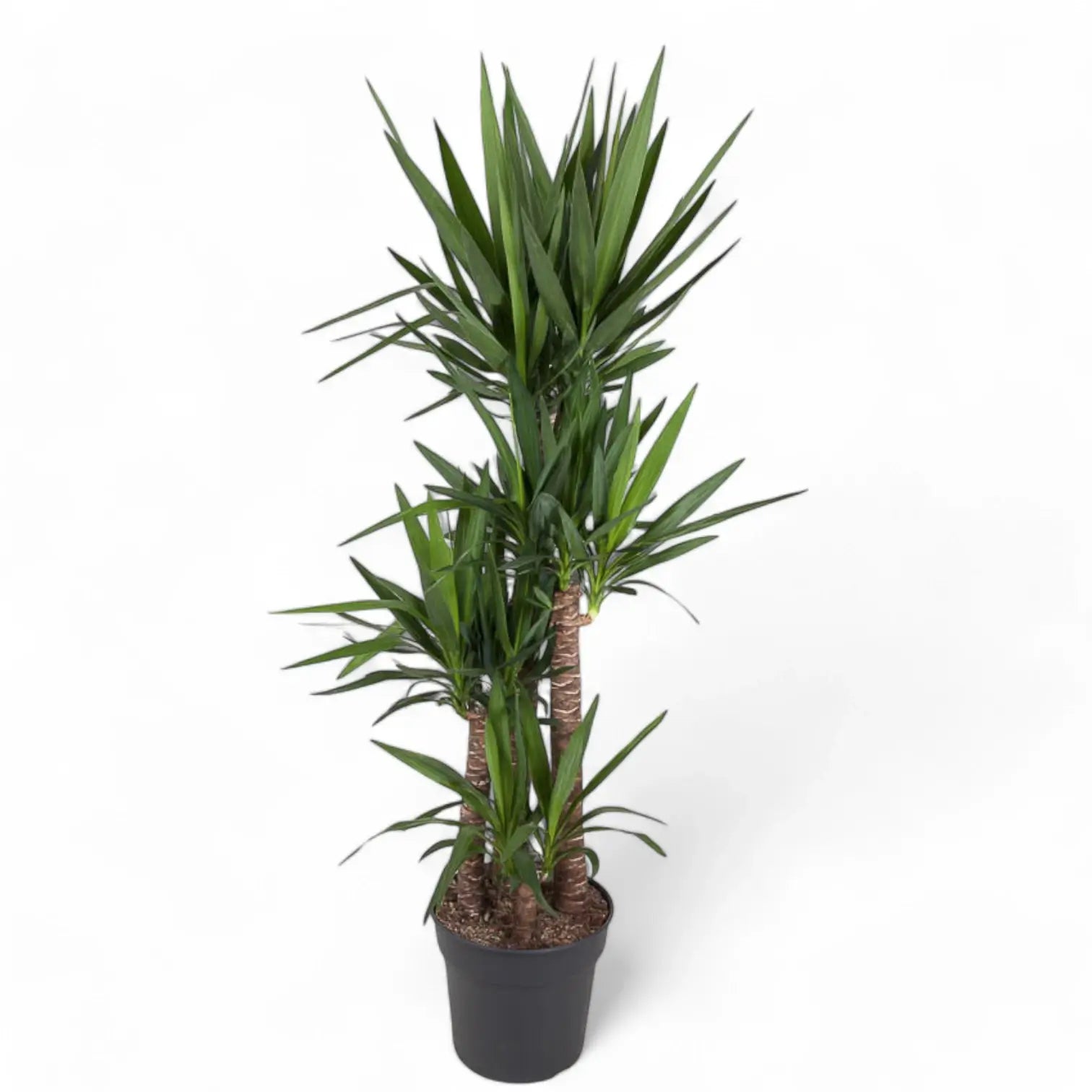 Yucca gigantea potted plant in nursery pot on white background.