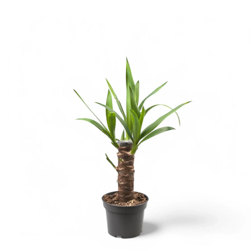 Yucca gigantea potted plant in nursery pot on white background.