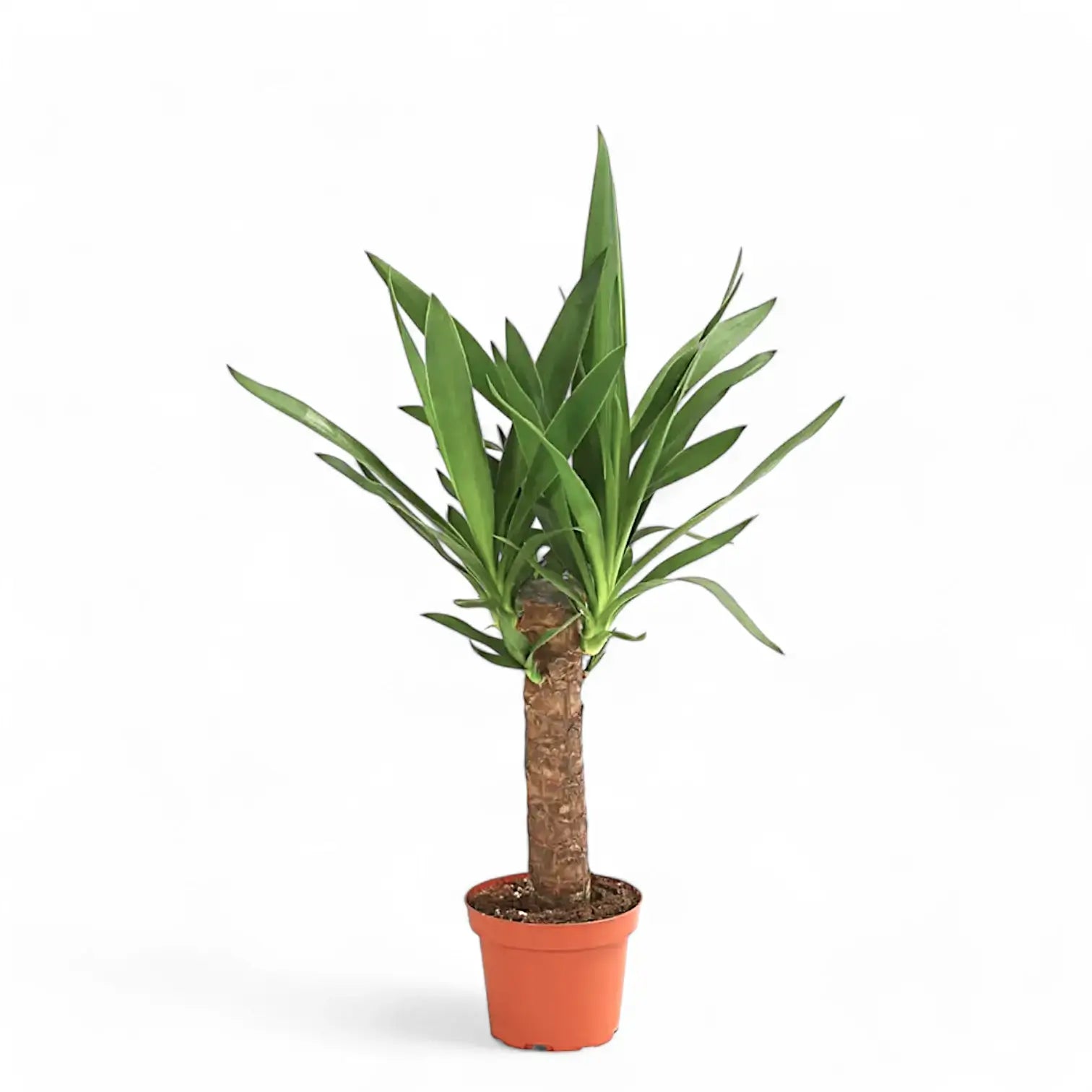 Yucca gigantea potted plant in nursery pot on white background.