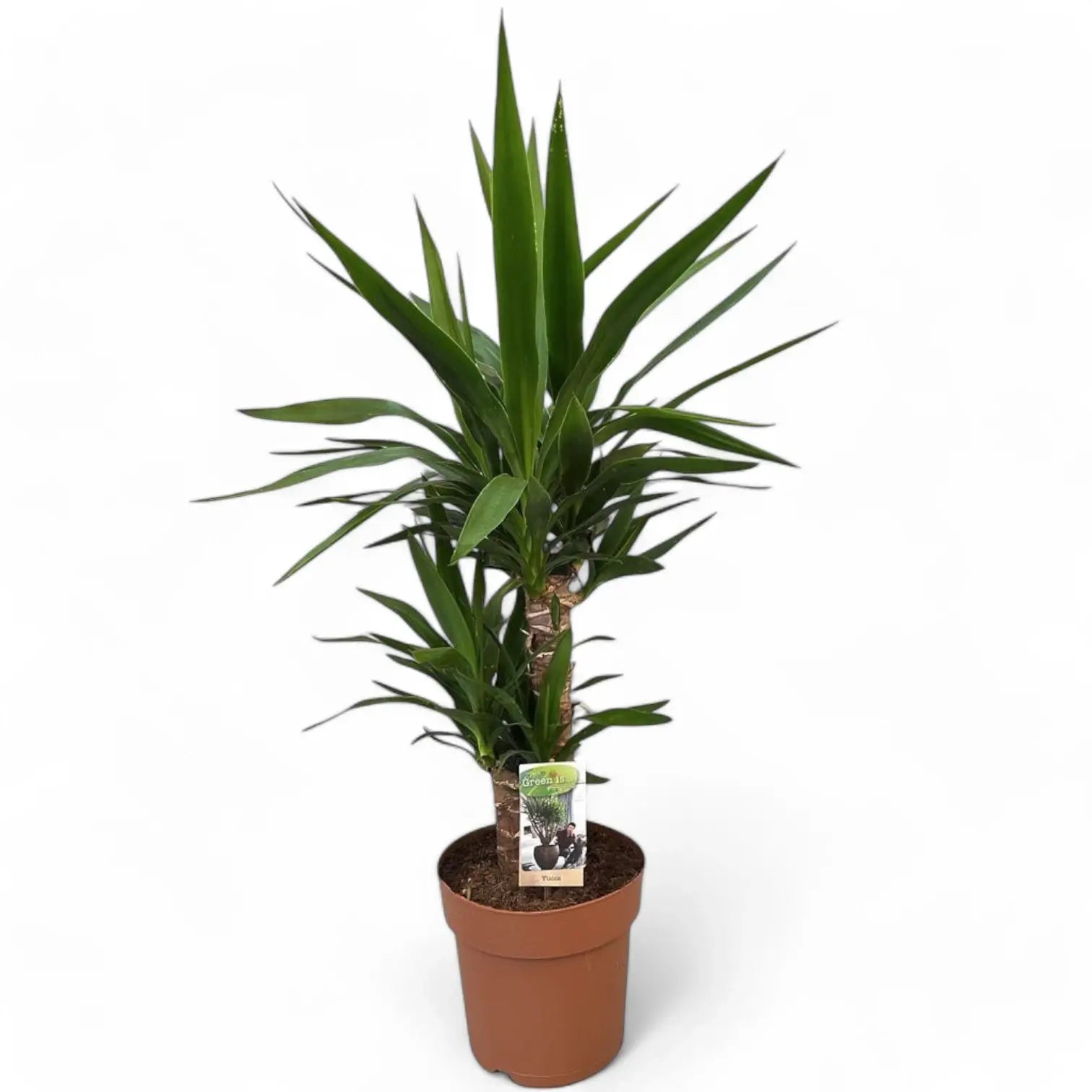 Yucca gigantea potted plant in nursery pot on white background.
