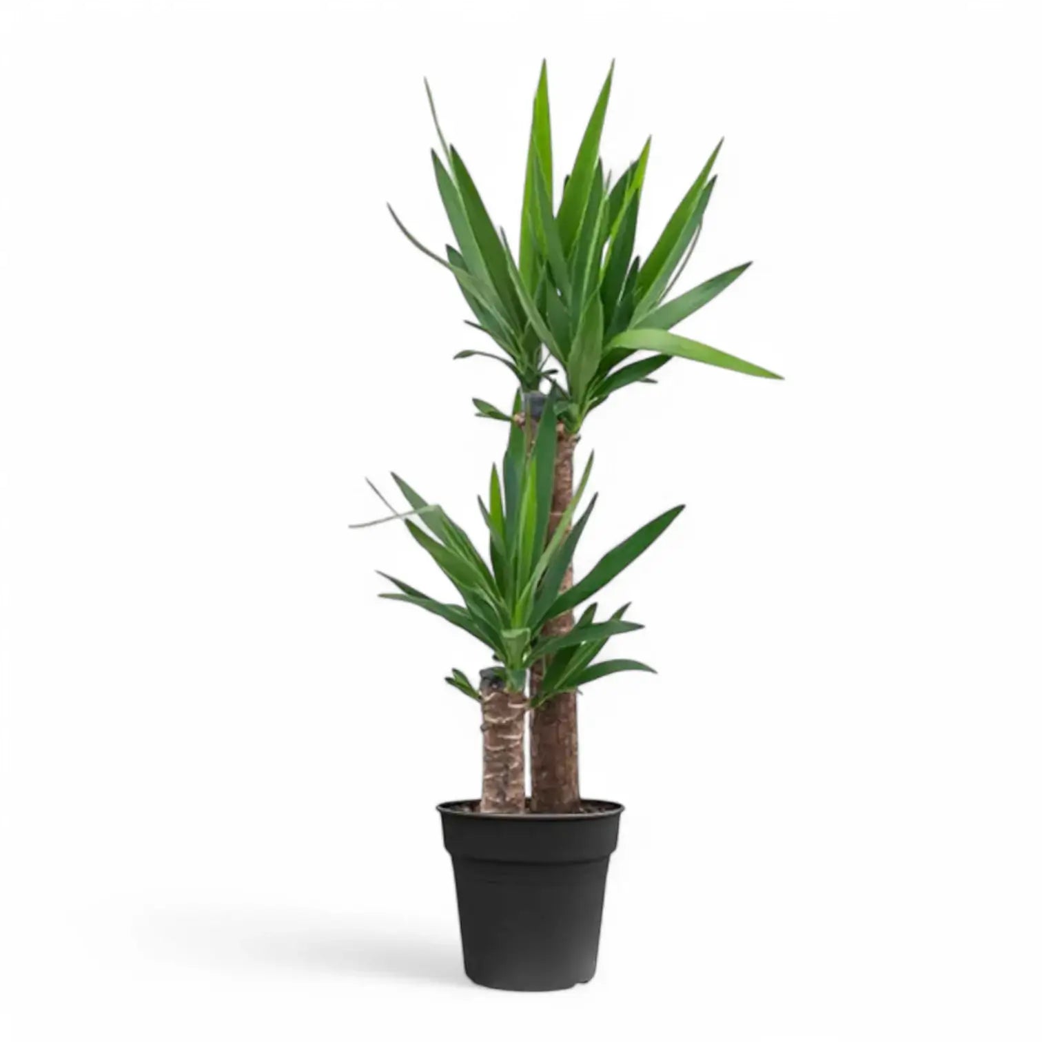 Yucca gigantea potted plant in nursery pot on white background.